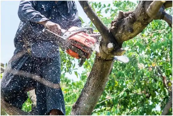 tree services Kulpsville